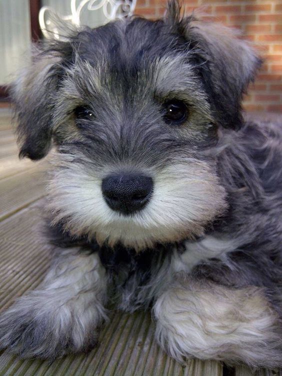 cute Schnauzer lying on the floor