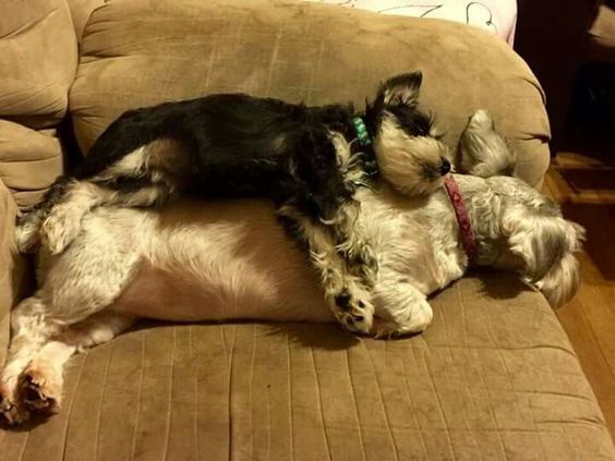 Schnauzer dog with a puppy on top of it in the couch
