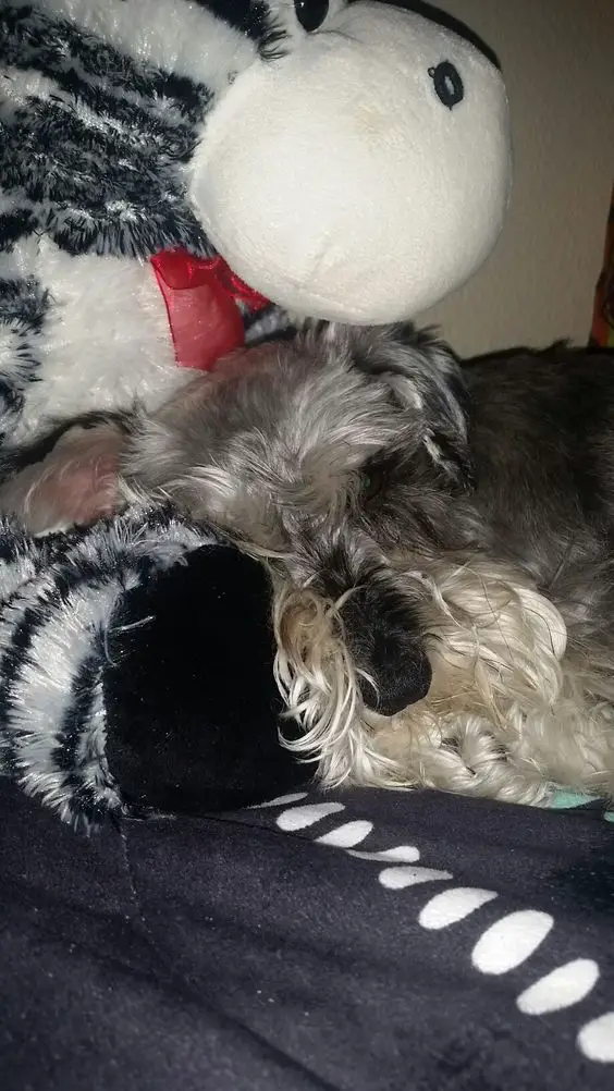 Schnauzer curled up sleeping on the bed