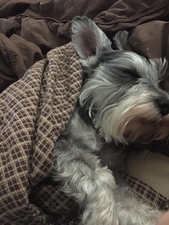 Schnauzer sleeping on its side in the bed