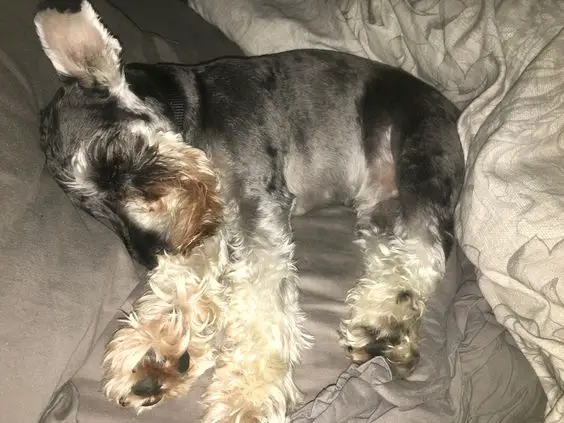 Schnauzer dog sleeping on the bed