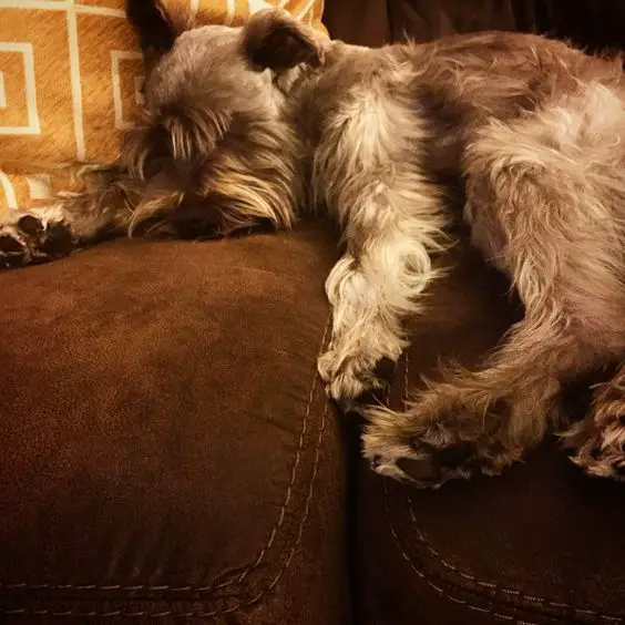 Schnauzer dog sleeping on the couch with its face facing the couch