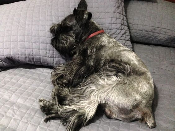 Schnauzer dog sleeping soundly on its side in the bed with its head in the pillow