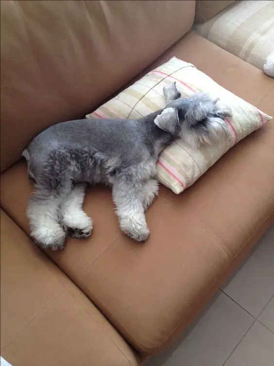 Schnauzer sleeping on its side in the couch while its head is in the pillow