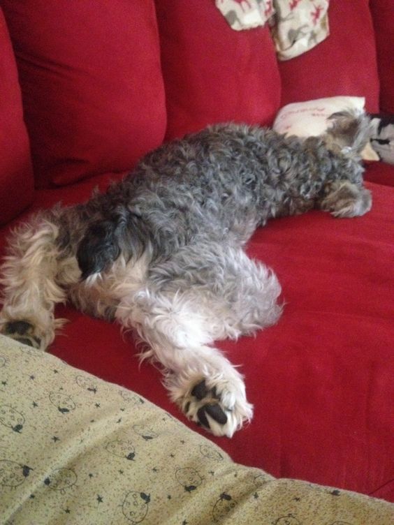 Schnauzer dog sleeping on the couch on its belly