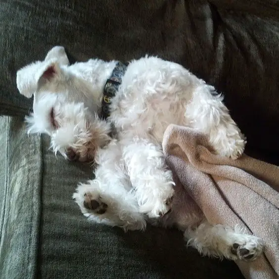 Schnauzer dog sleeping on the couch while sleeping and leaning on its right