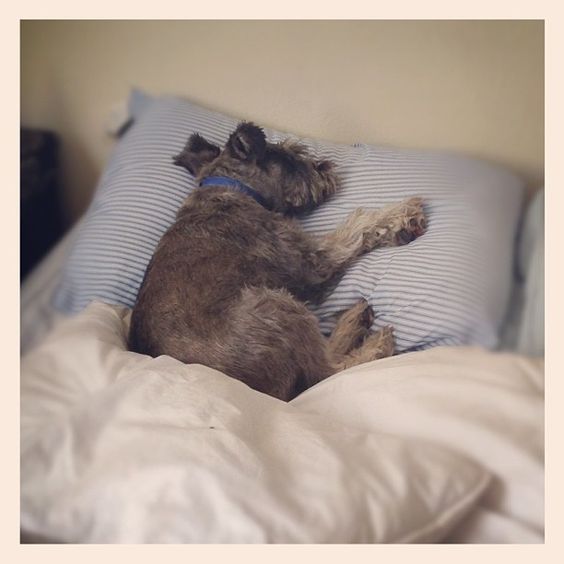 Schnauzer dog sleeping on its side in the bed