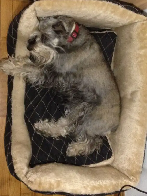 Schnauzer dog sleeping on its side in its bed