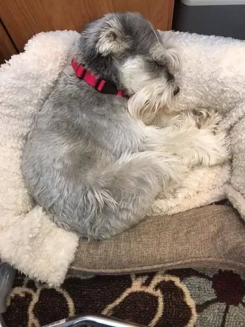 Schnauzer dog sleeping on its side in its bed