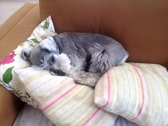 Schnauzer dog curled up sleeping on the couch on top of the pillows