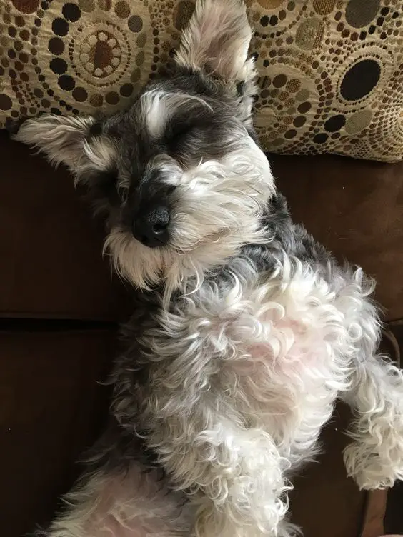 Schnauzer dog sleeping on its back in the couch