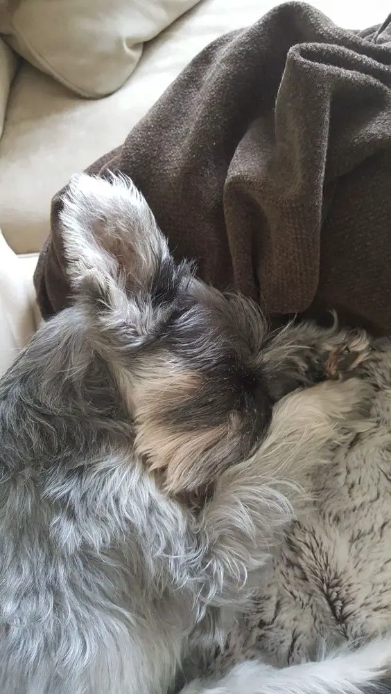 Schnauzer dog sleeping on its side on the couch