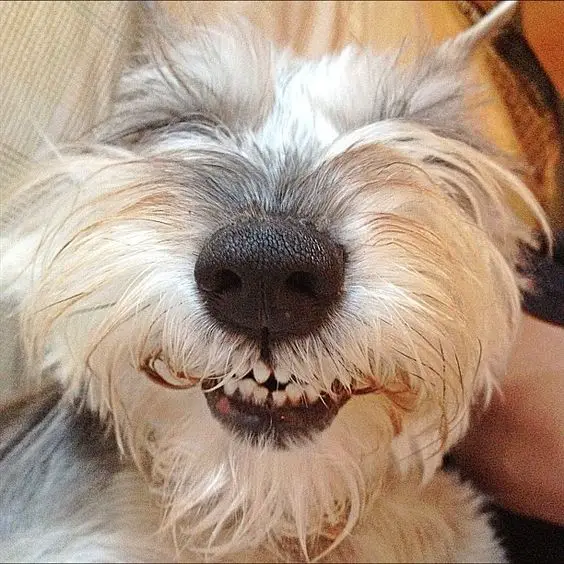 smiling white Schnauzer puppy showing its cute teeth