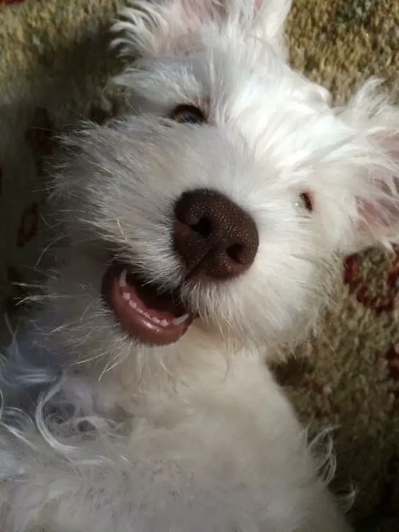 smiling white Schnauzer dog 