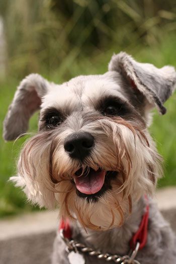 happy Schnauzer dog