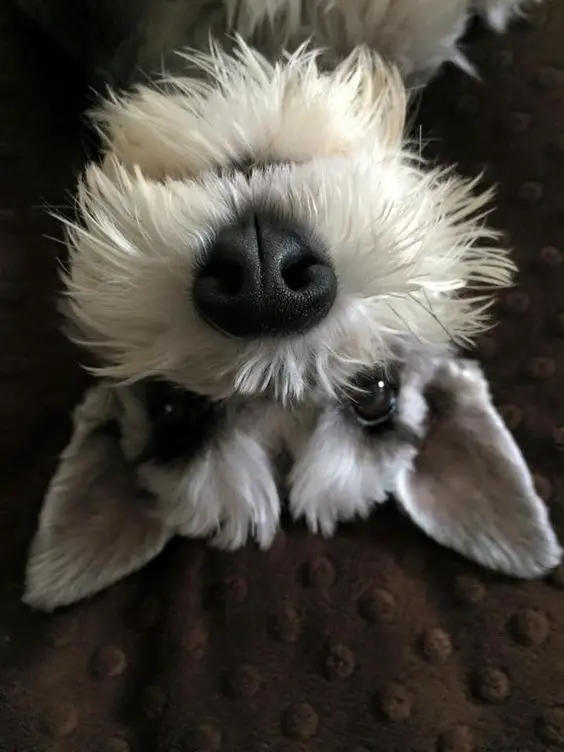 upside down photo of Schnauzer puppy lying on the floor