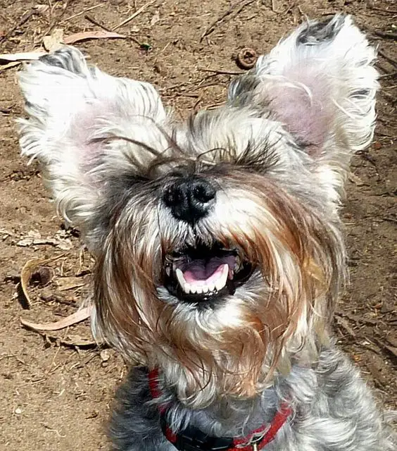 Schnauzer with big ears smiling