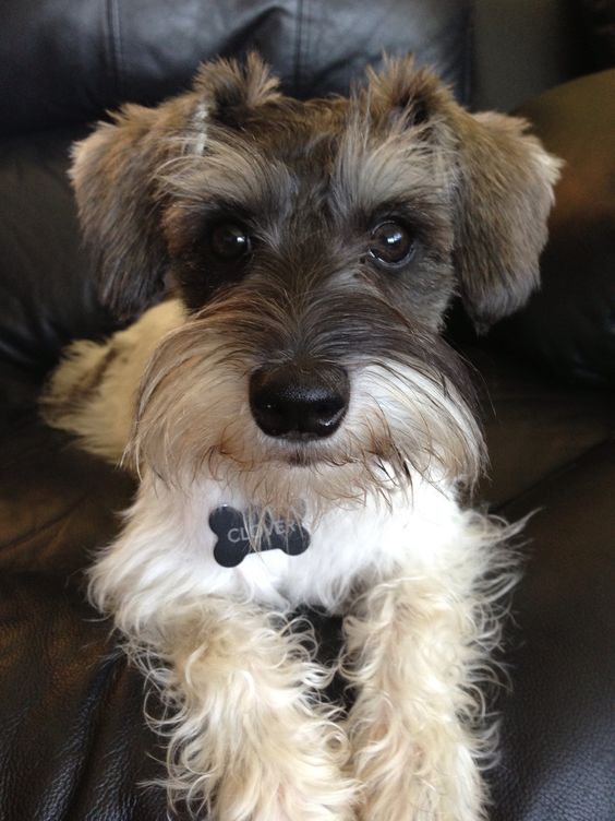 brown and white Schnauzer dog resting on the couch