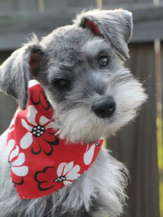 gray Schnauzer dog with red floral scarf