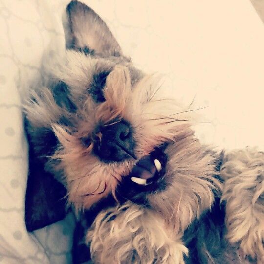 Schnauzer smiling while smiling