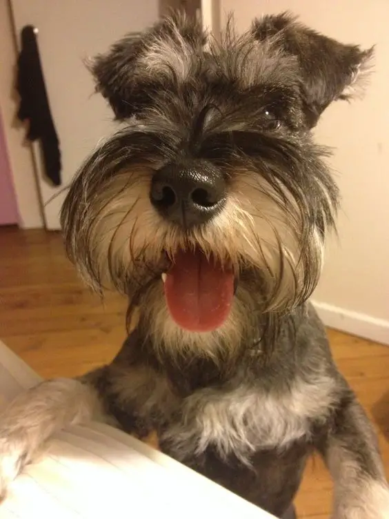 mini Schnauzer dog with its tongue sticking out
