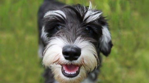 Schnauzer dog happy at the park