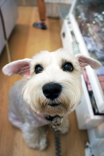 close up of Schnauzer dog's begging face 