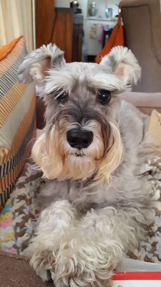 Schnauzer dog resting on its bed with its begging face