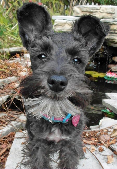 black Schnauzer smiling outdoors