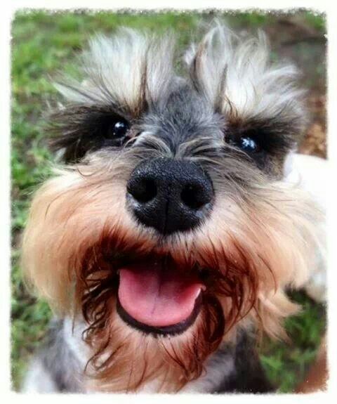 smiling face of a Schnauzer