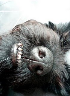 close up photo of a the smiling face of a Schnauzer