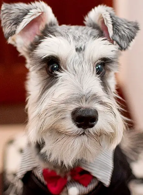A Schnauzer wearing a cute polo with red ribbon tie
