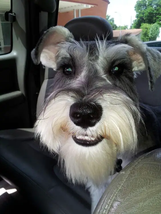 A Schnauzer sitting in the passenger seat inside the car