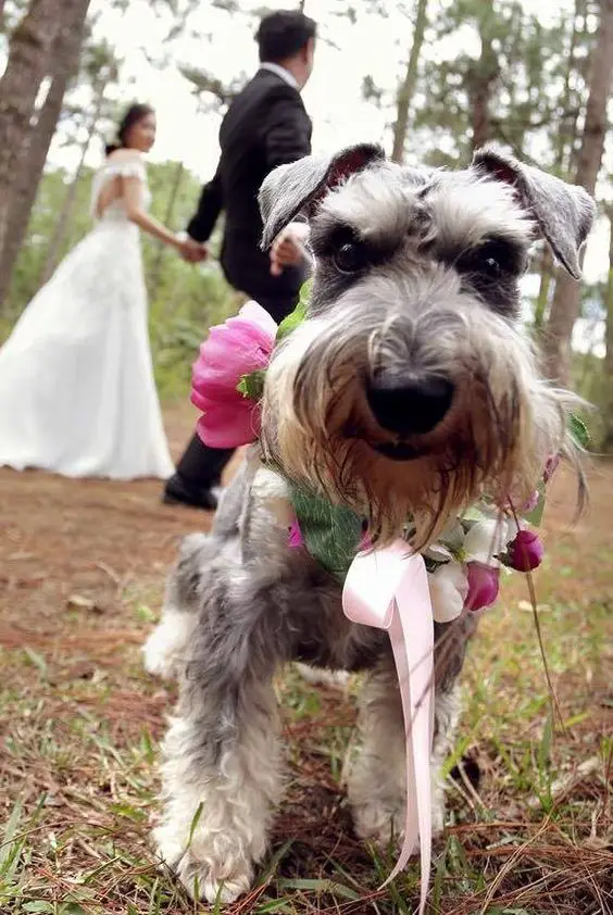 A Schnauzer wearing flowers around its neck while standing with the bride and groom behind her in the forest