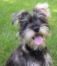 A Schnauzer puppy sitting on the grass with its tongue out