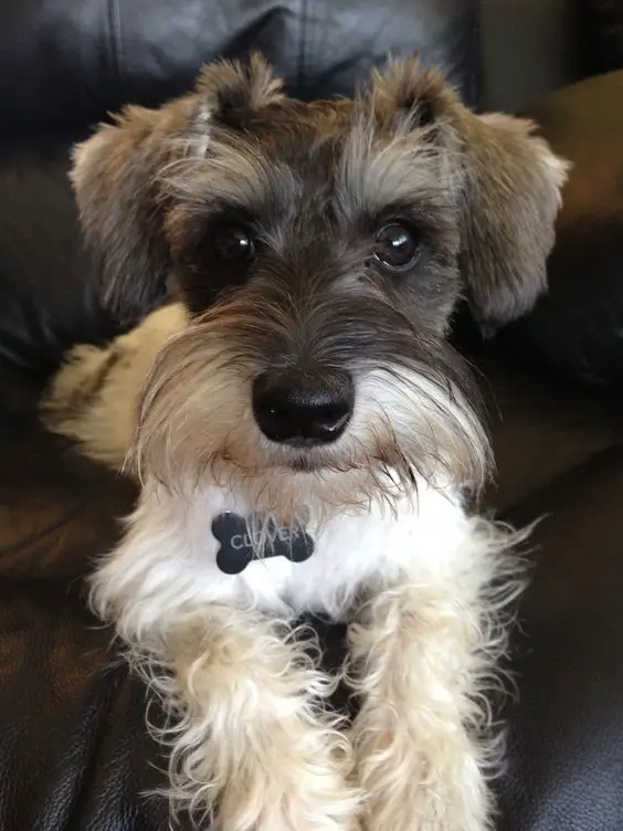 A Schnauzer lying on the couch while staring with its adorable eyes