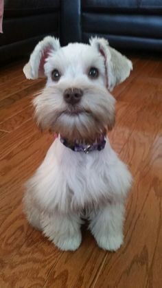 A Schnauzer puppy sitting on the floor