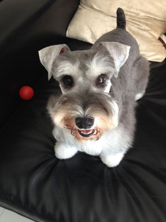 A Schnauzer standing on the bed while looking up and smiling