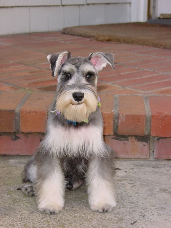 A Schnauzer sitting on the pavement