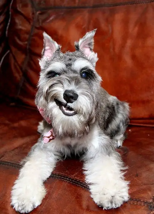 A Schnauzer lying on the couch while smirking