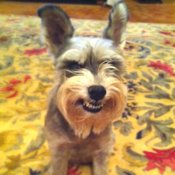 A Schnauzer sitting on the carpet while showing its whole teeth