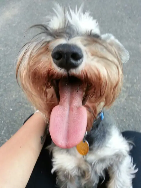 A woman petting a Schnauzer leaning towards her with its tongue out