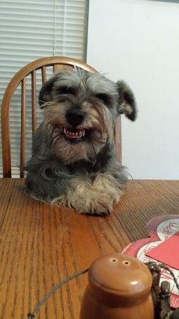 A Schnauzer sitting at the table while showing its creepy smile