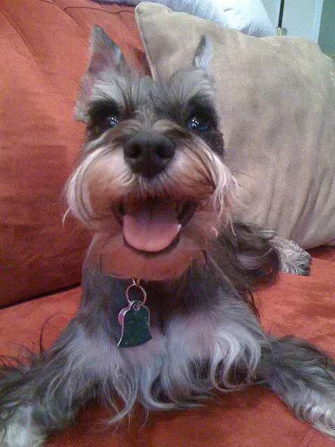 A Schnauzer lying on the couch while smiling