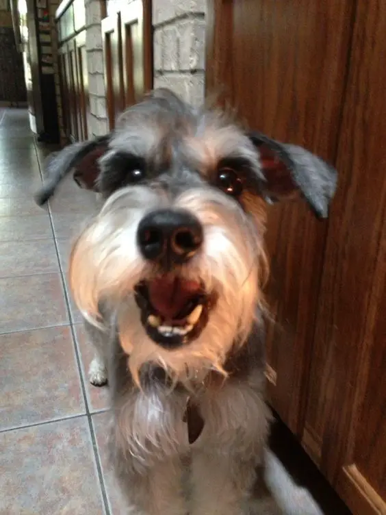 A Schnauzer standing on the floor with its mouth open