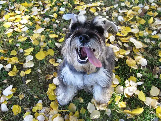 A Schnauzer sitting on the grass with dried leaves while smiling