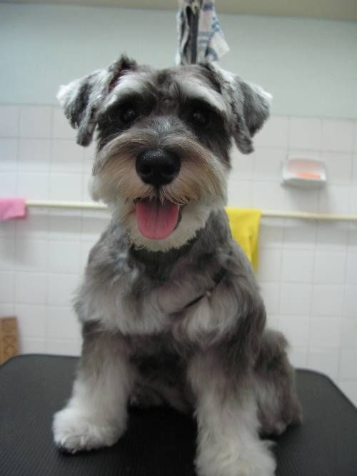 A Schnauzer puppy sitting on top of the grooming table while smiling