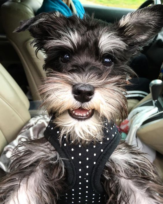 A Schnauzer in the passenger seat while smiling