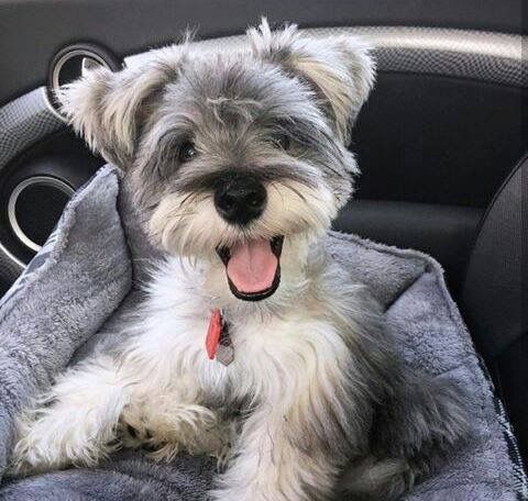 A Schnauzer puppy sitting on its bed inside the car