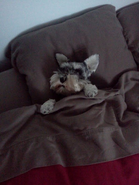 Schnauzer sleeping on the bed snuggled up in blanket